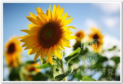 常见的什么原因能引发白癜风